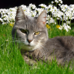 Joepie, de grijze kat van Sjak ligt heerlijk in het gras.