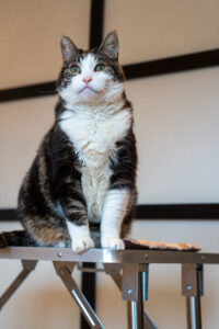 kattentrimmer Hilversum